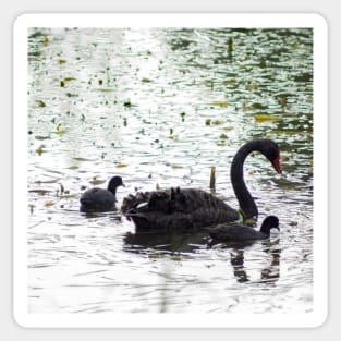 Black Swan and Cygnets Sticker